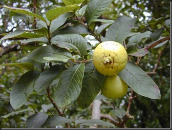 Psidium_guajava_fruit2