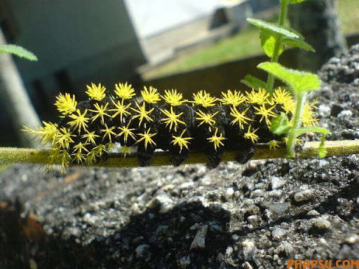 beautiful_caterpillars_03.jpg