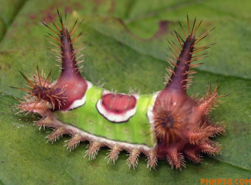 beautiful_caterpillars_10.jpg