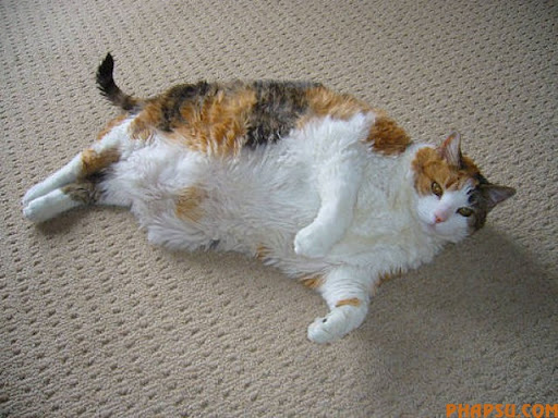 fatty_cats_640_34.jpg