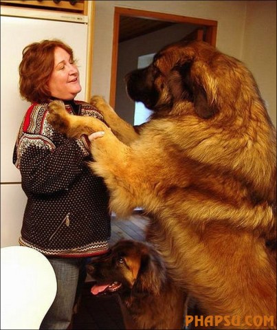 the-biggest-dogs04.jpg