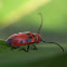 Red Milkweed Beetle