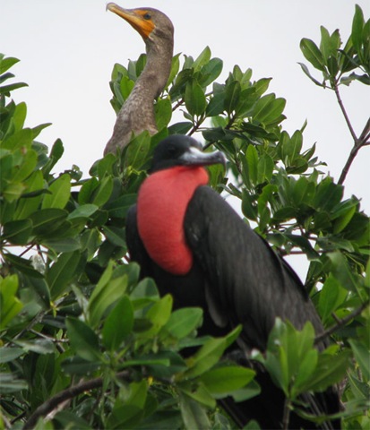 [MX09_Celestun_FrigatebIrd4.jpg]