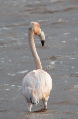 [MX09_Celestun_YoungFlamingo4.jpg]