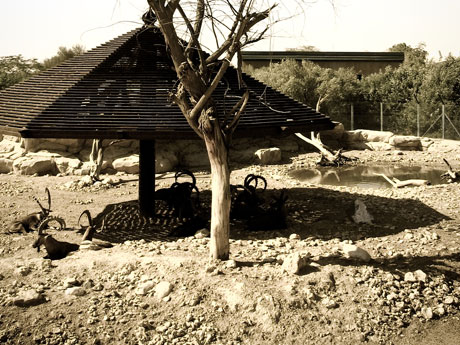 alain zoo