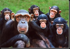 primates3 primates3