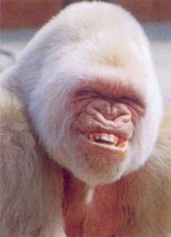 [Macaco rindo[9].jpg]