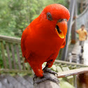 Red Lory