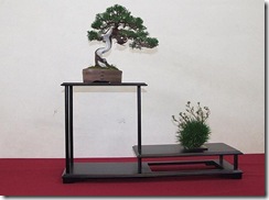 EUK Shohin Juniperus Hans 12
