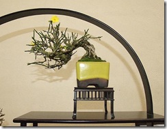 EUK Shohin Jasminum Paul 1