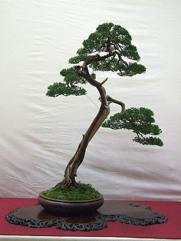 [EUK Juniperus Hans 5[2].jpg]