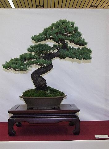 [EUK Pinus parviflora Willy van de Ven 3[2].jpg]