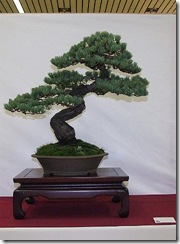 EUK Pinus parviflora Willy van de Ven 3