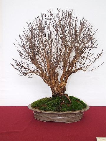 [EUK Potentilla Lydie Carpentier 2[2].jpg]
