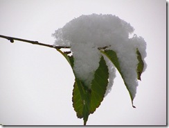 IMG_0150