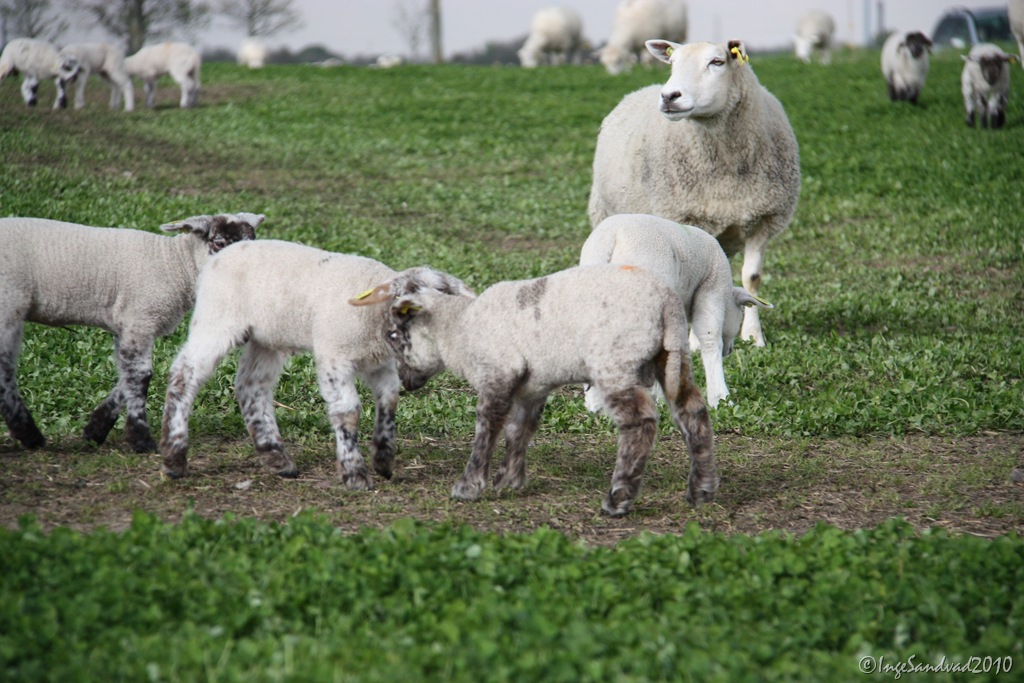 [får og lam 027[2].jpg]