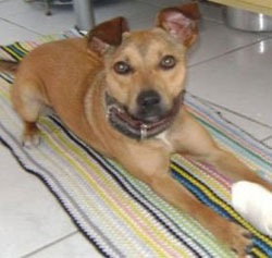 [pit_iracema[2].jpg]