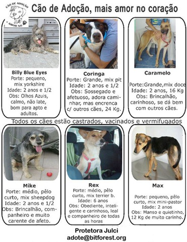 [cao_adocao[4].jpg]