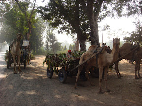 Camel used at Gujarath