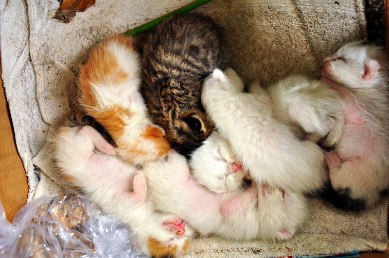 一日一猫，投递：我家附近公园里出生了一窝猫仔
