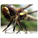 Banded Pennant
