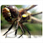 Banded Pennant