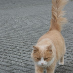 KATZENCONTENT! In Norwegen laufen ueberall Katzen auf der Strasse rum und wollen gepuschelt werden.