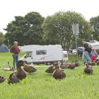 Entenfreunde sind unsere Nachbarn auf dem Mosvangen - Campingplatz.