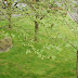 A view of the grounds outside the Townhouse.