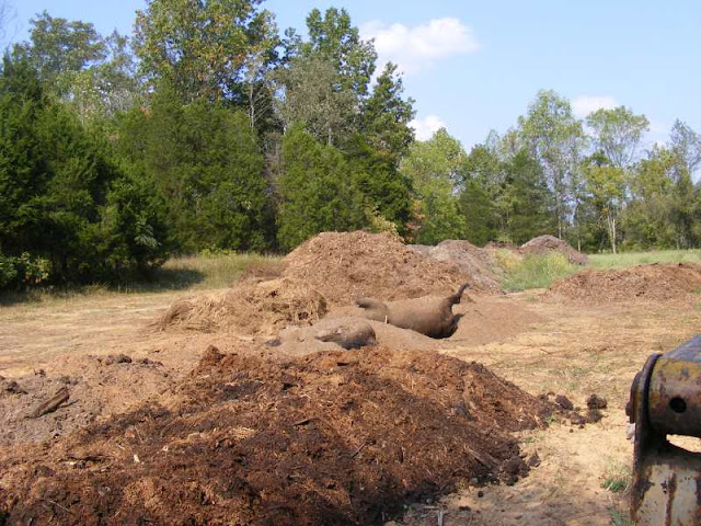 Extreme Composting - Homesteading Questions