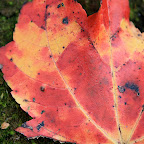 Red New England leaves