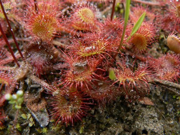 kødædende planter