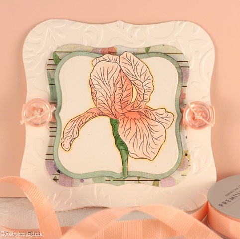 [blush iris[4].jpg]