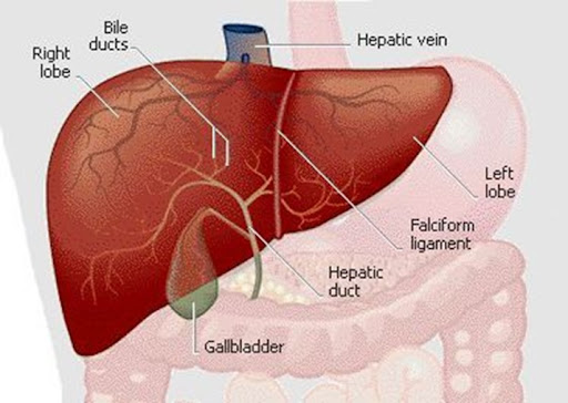gallbladder anatomy pictures. gallbladder anatomy