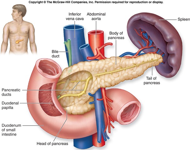 [f2013at_pancreas_c11.jpg]