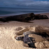 Leatherback Turtles in Cahuita National Park