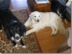 April 11 dogs 010