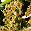 Orquidea epifita
