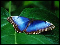 Cópia de borboleta_azul-322 Cópia de borboleta_azul-322