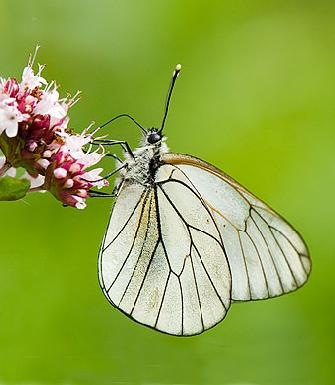 [Cópia de Cópia de borboleta-321[3].jpg]