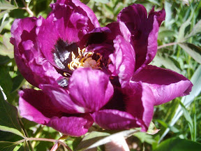 schwarze Rockii-Pfingstrose