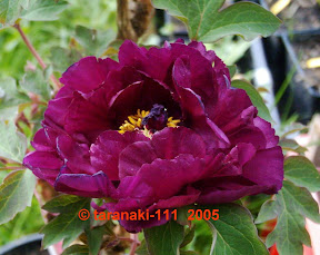 chinesische Suffruticosa 'Guan Shi Mo Yu' 