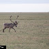 Caribou_daltonhwy_dsc0563