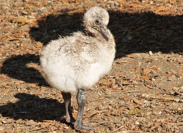 [F is for Flamingo Chick[3].jpg]