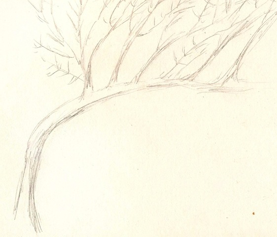 [tree[3].jpg]