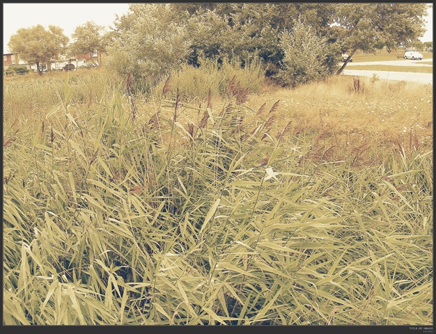 [reeds[2].jpg]