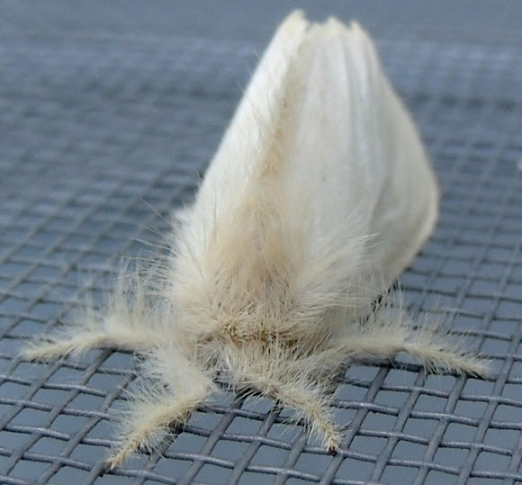 Spotting Image 1