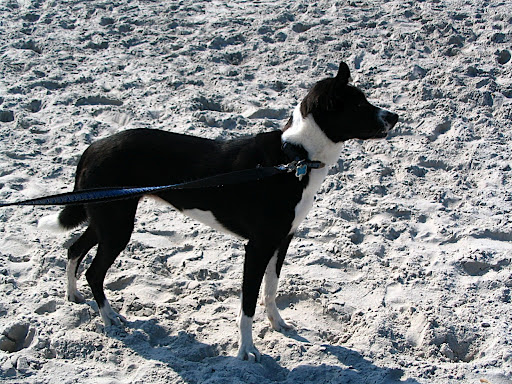 Kona