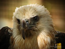 Brahminy Kite