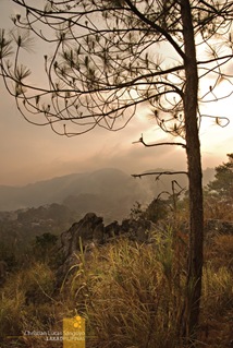 One of the many pine trees along the Echo Valley